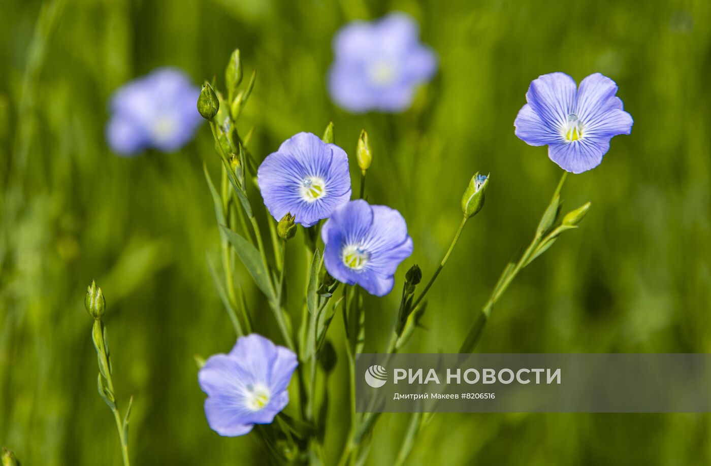 Цветение мака в Крыму