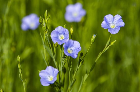 Цветение мака в Крыму