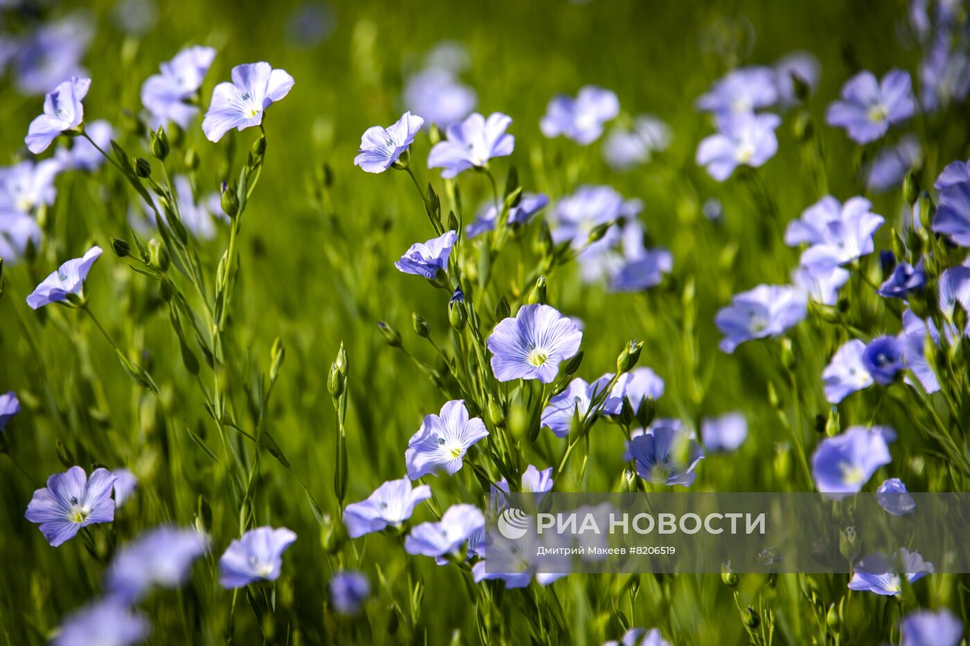 Цветение мака в Крыму