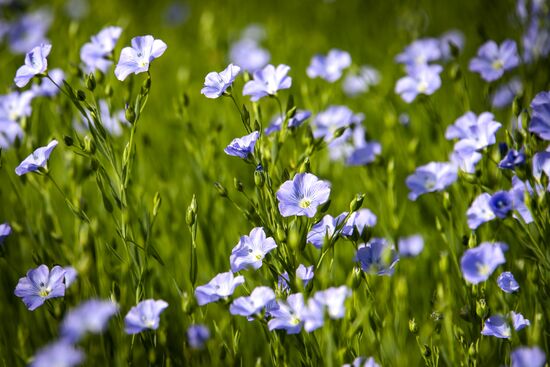 Цветение мака в Крыму