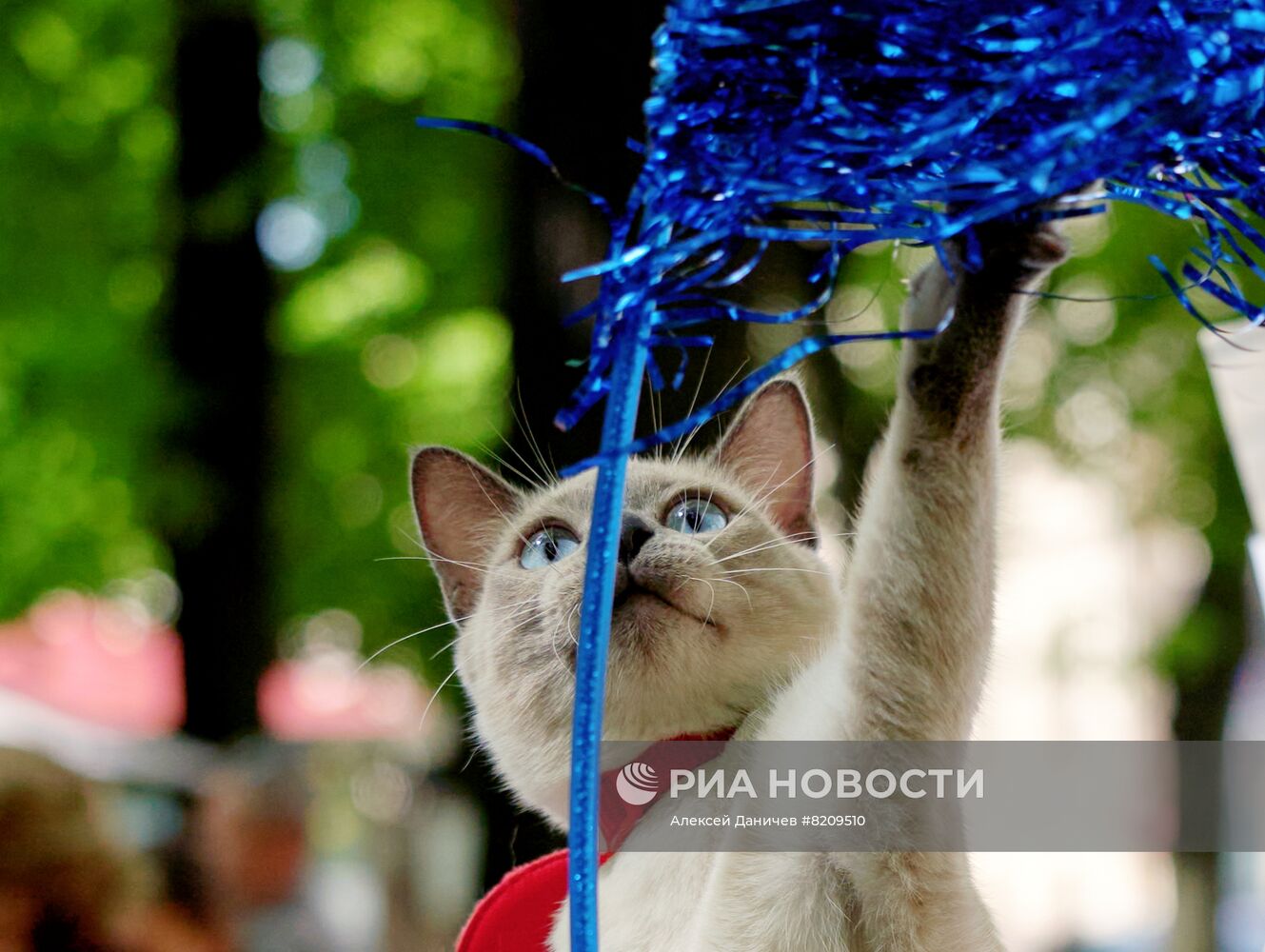 День петербургских котов