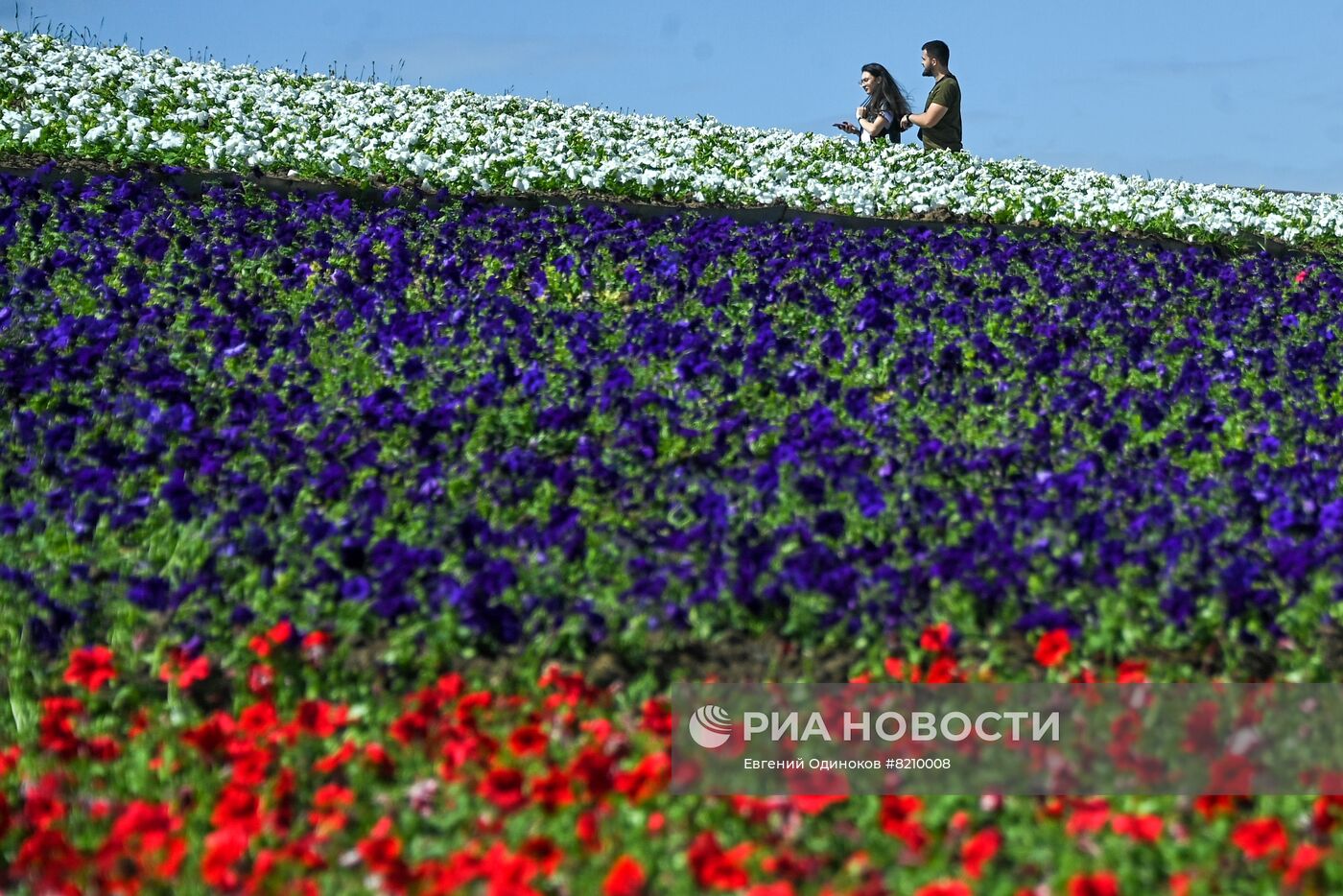 Парк Победы украсили петуньями в цветах российского триколора ко Дню России