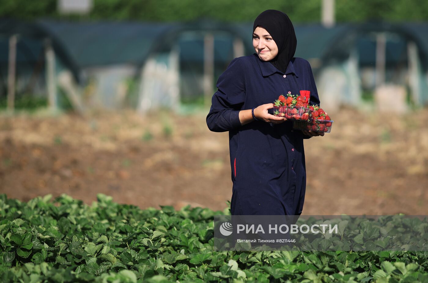 Сбор урожая клубники в Краснодарском крае