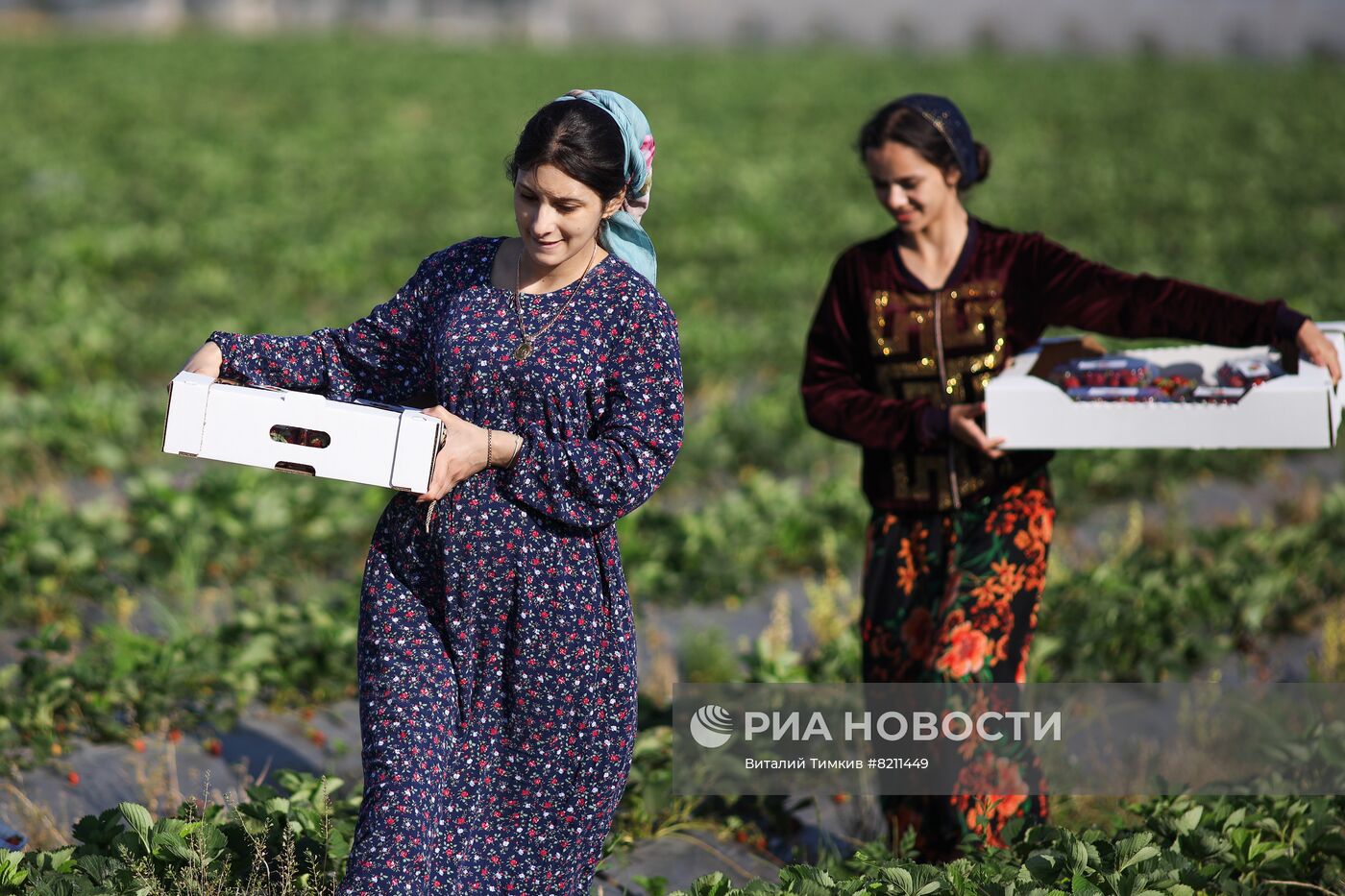 Сбор урожая клубники в Краснодарском крае