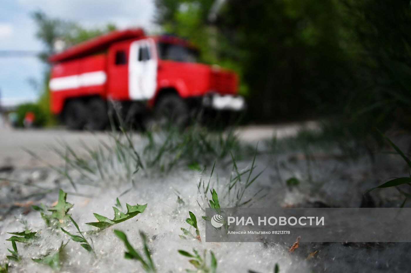 Тополиный пух в Омске