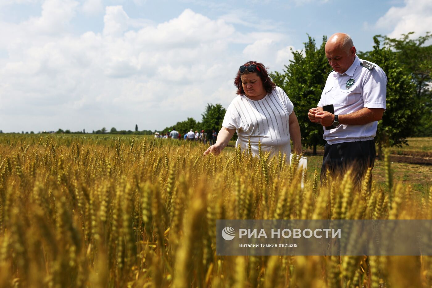 Посевы пшеницы в Краснодарском крае