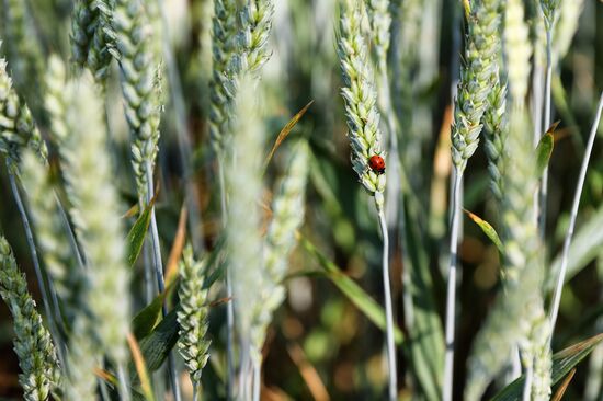 Посевы пшеницы в Краснодарском крае