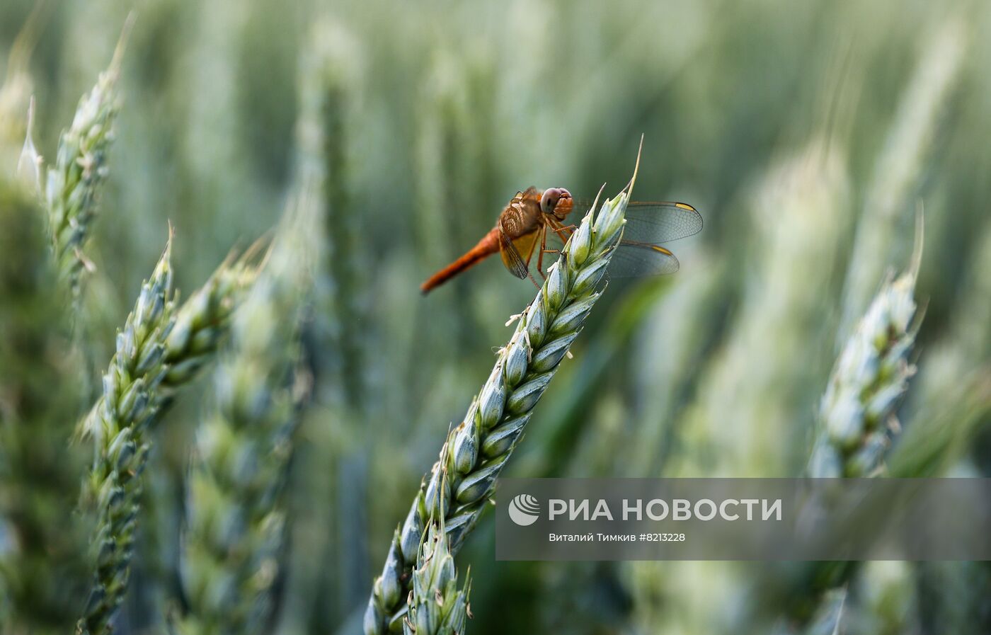 Посевы пшеницы в Краснодарском крае