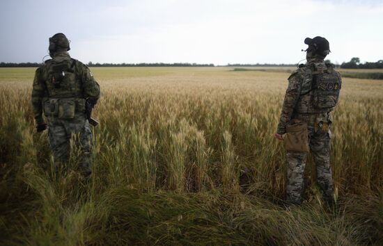 Пшеничные поля в Запорожской области