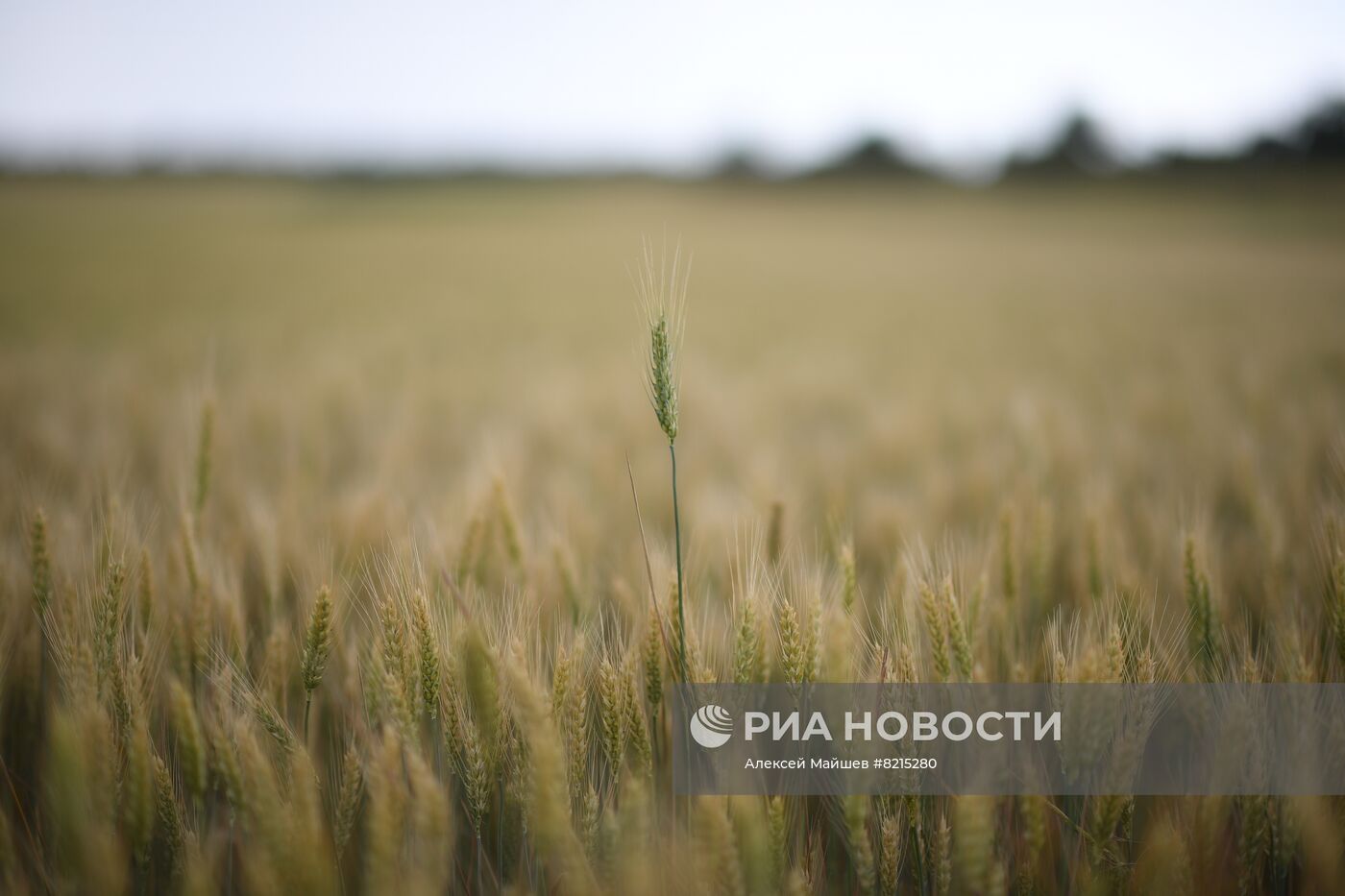 Пшеничные поля в Запорожской области