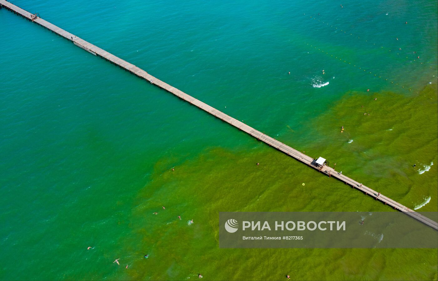 Цветение водорослей в Краснодарском крае