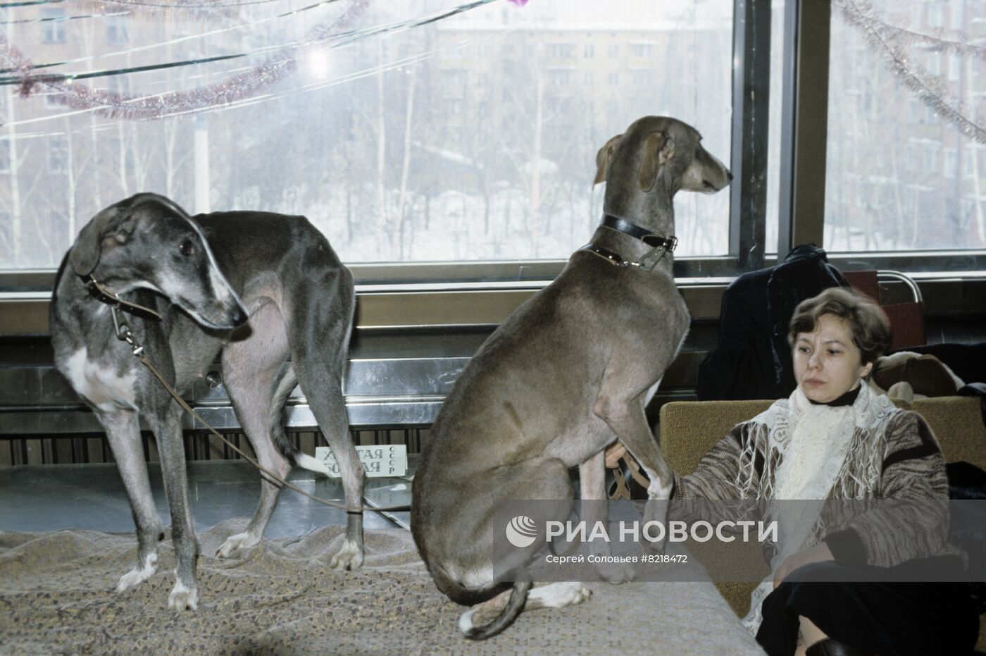 I Московский международный аукцион домашних животных