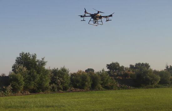 Производство риса в Дагестане