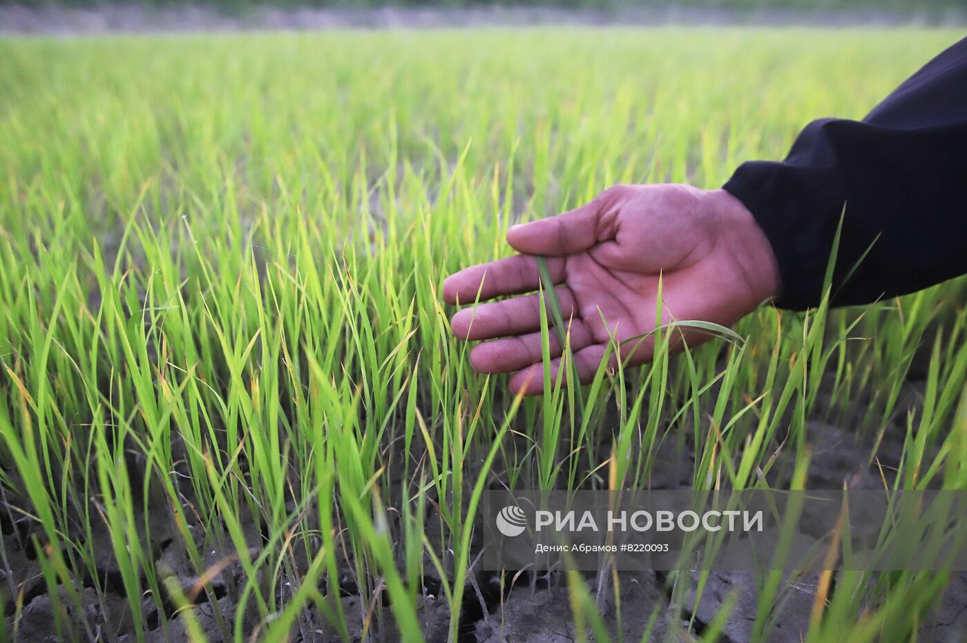 Производство риса в Дагестане