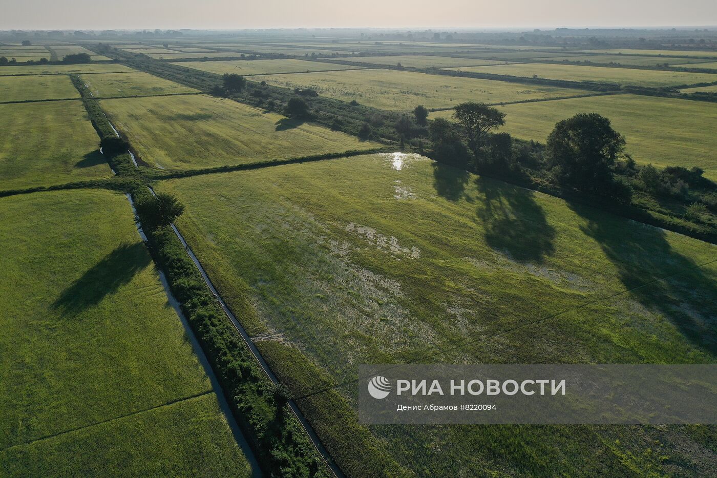 Производство риса в Дагестане