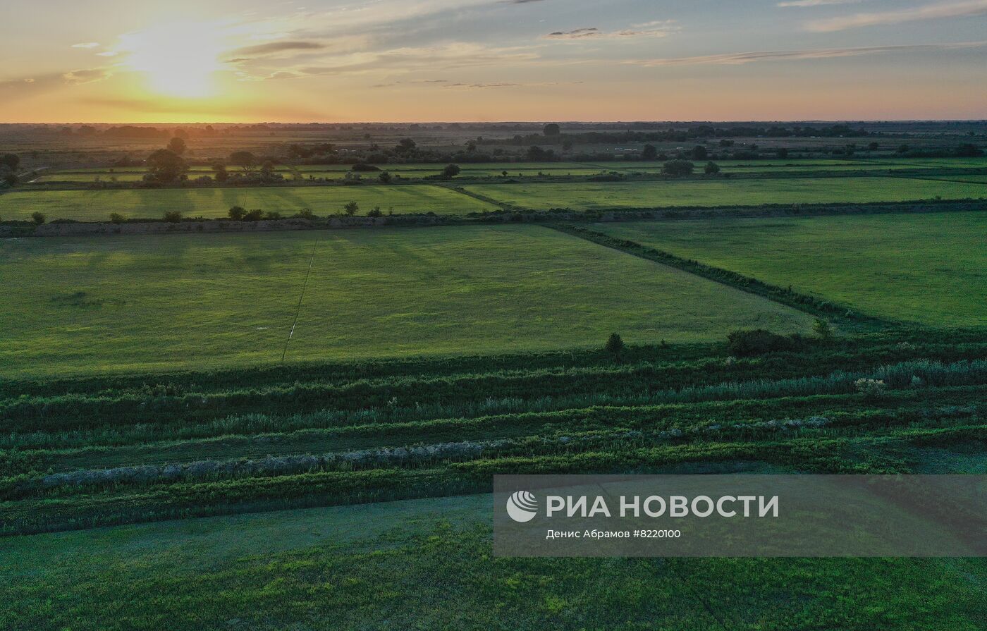Производство риса в Дагестане