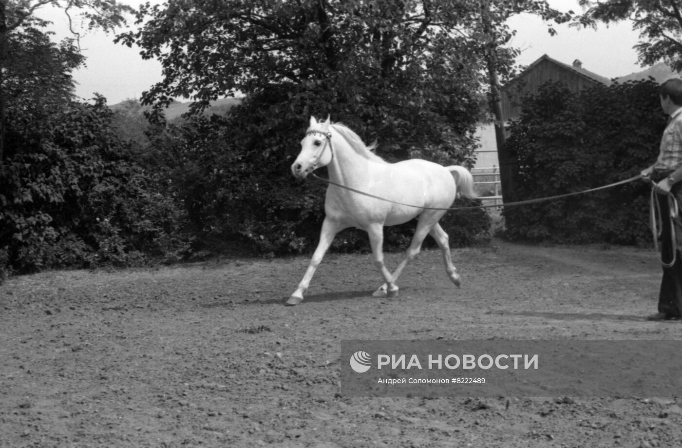 Терский конный завод