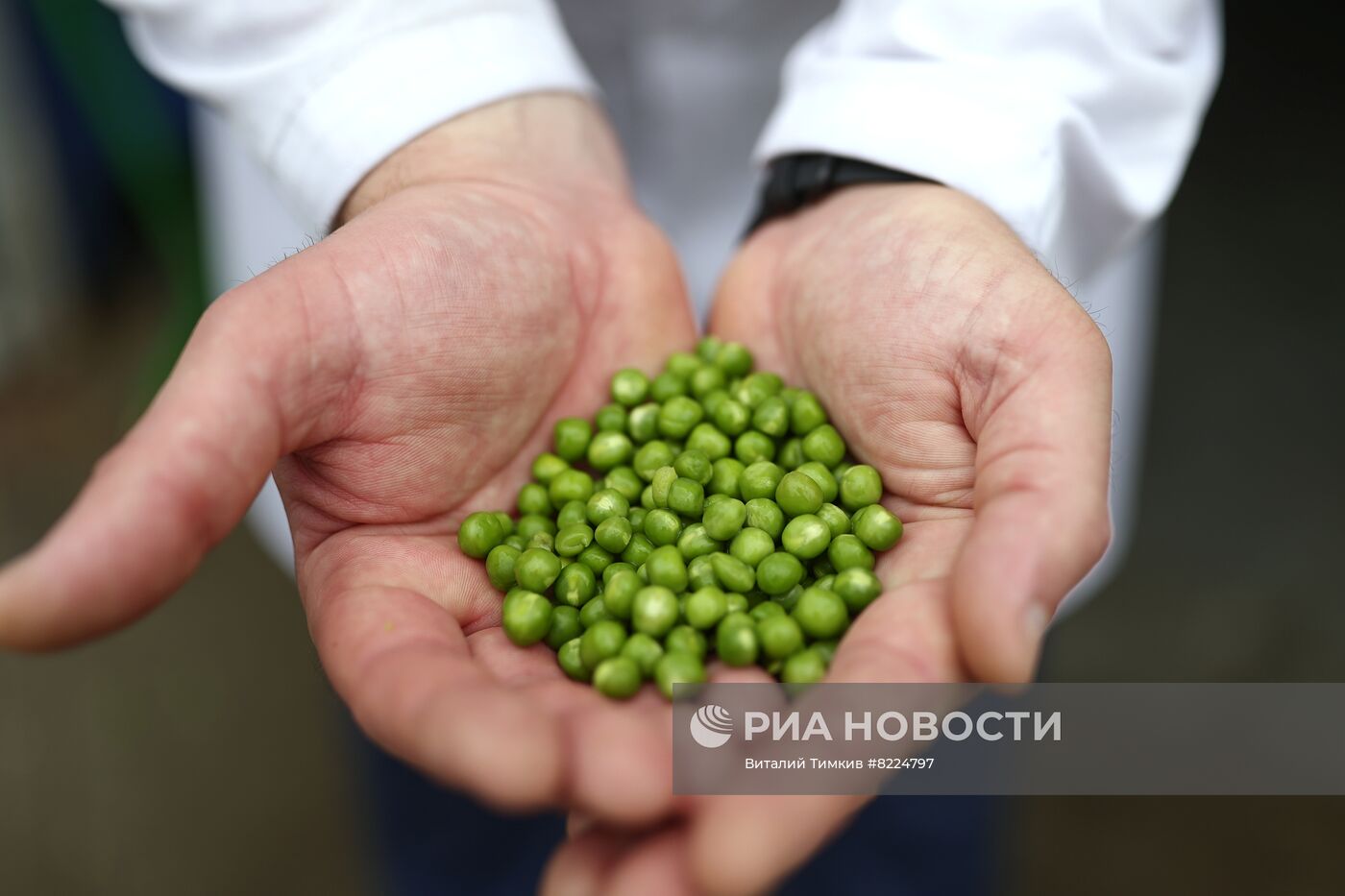 Производство консервированного горошка в Краснодарском крае