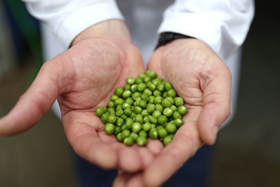 Производство консервированного горошка в Краснодарском крае