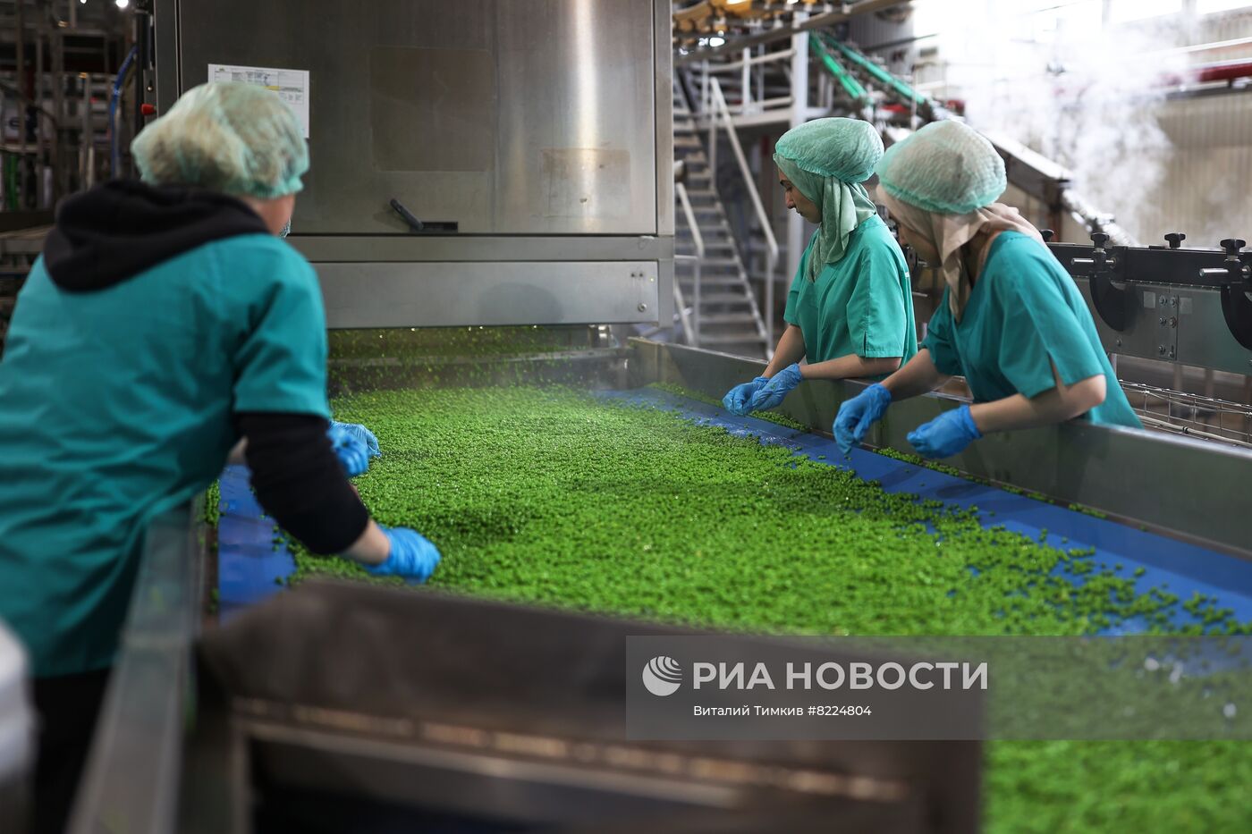 Производство консервированного горошка в Краснодарском крае