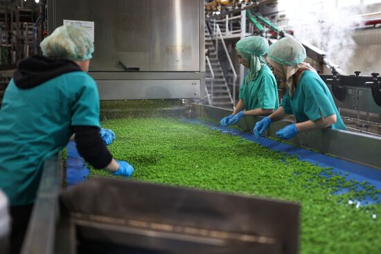 Производство консервированного горошка в Краснодарском крае