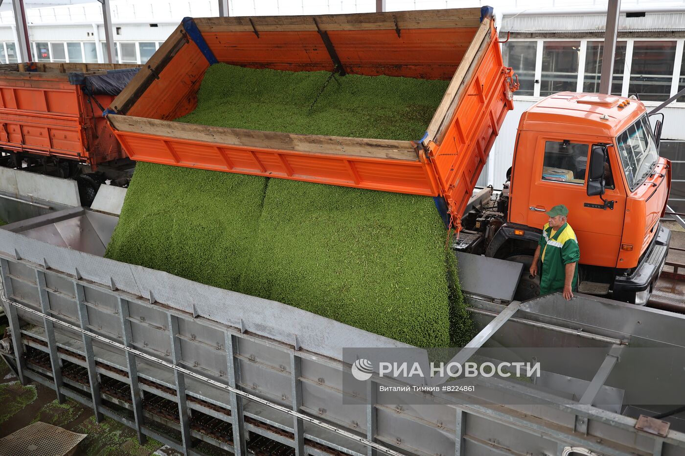 Производство консервированного горошка в Краснодарском крае