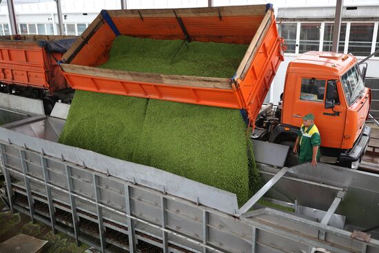 Производство консервированного горошка в Краснодарском крае