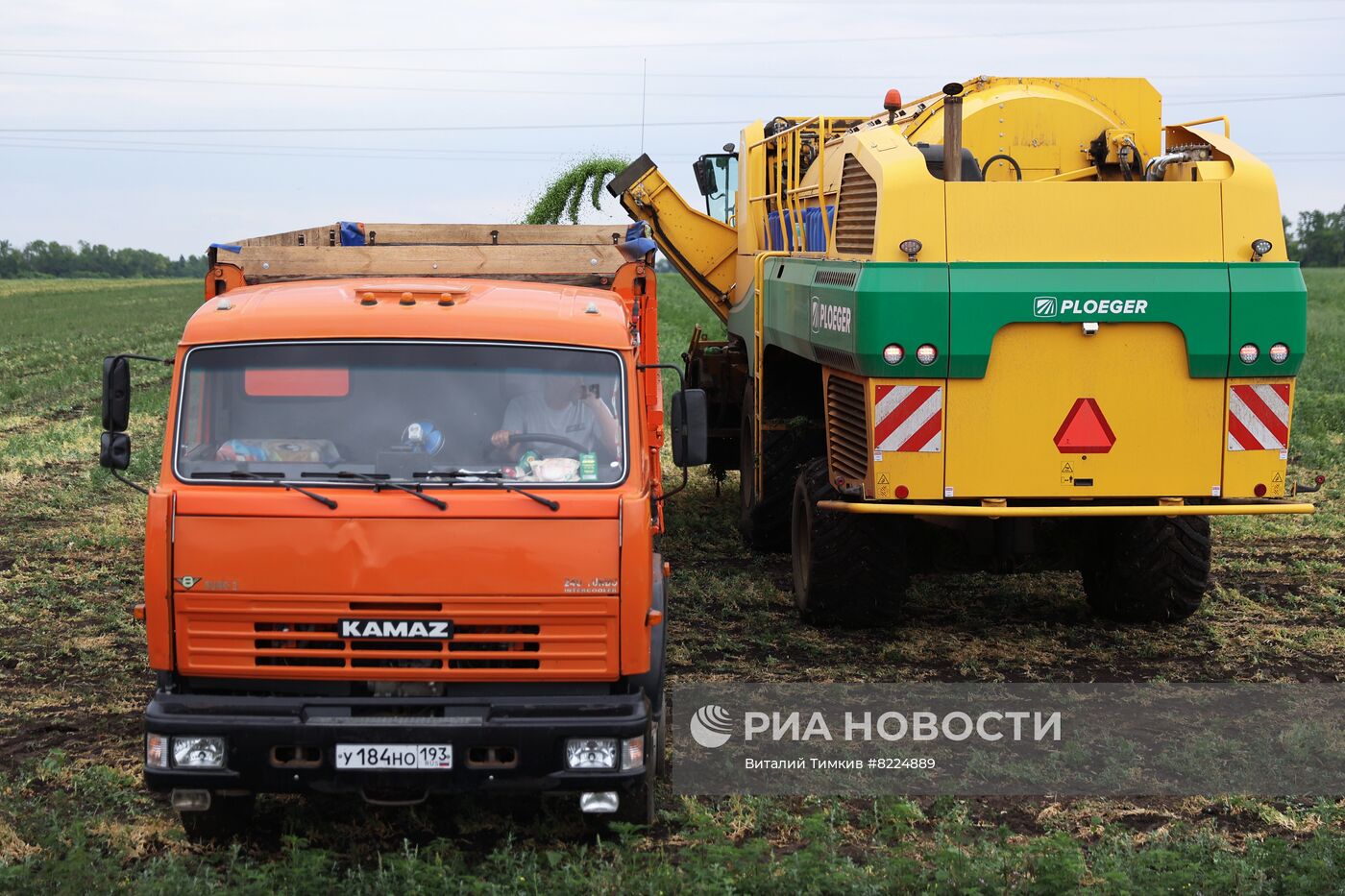 Производство консервированного горошка в Краснодарском крае