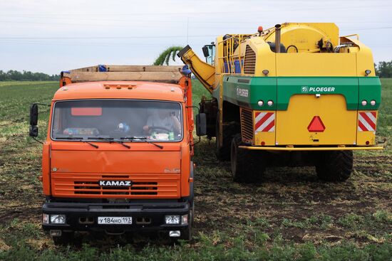Производство консервированного горошка в Краснодарском крае