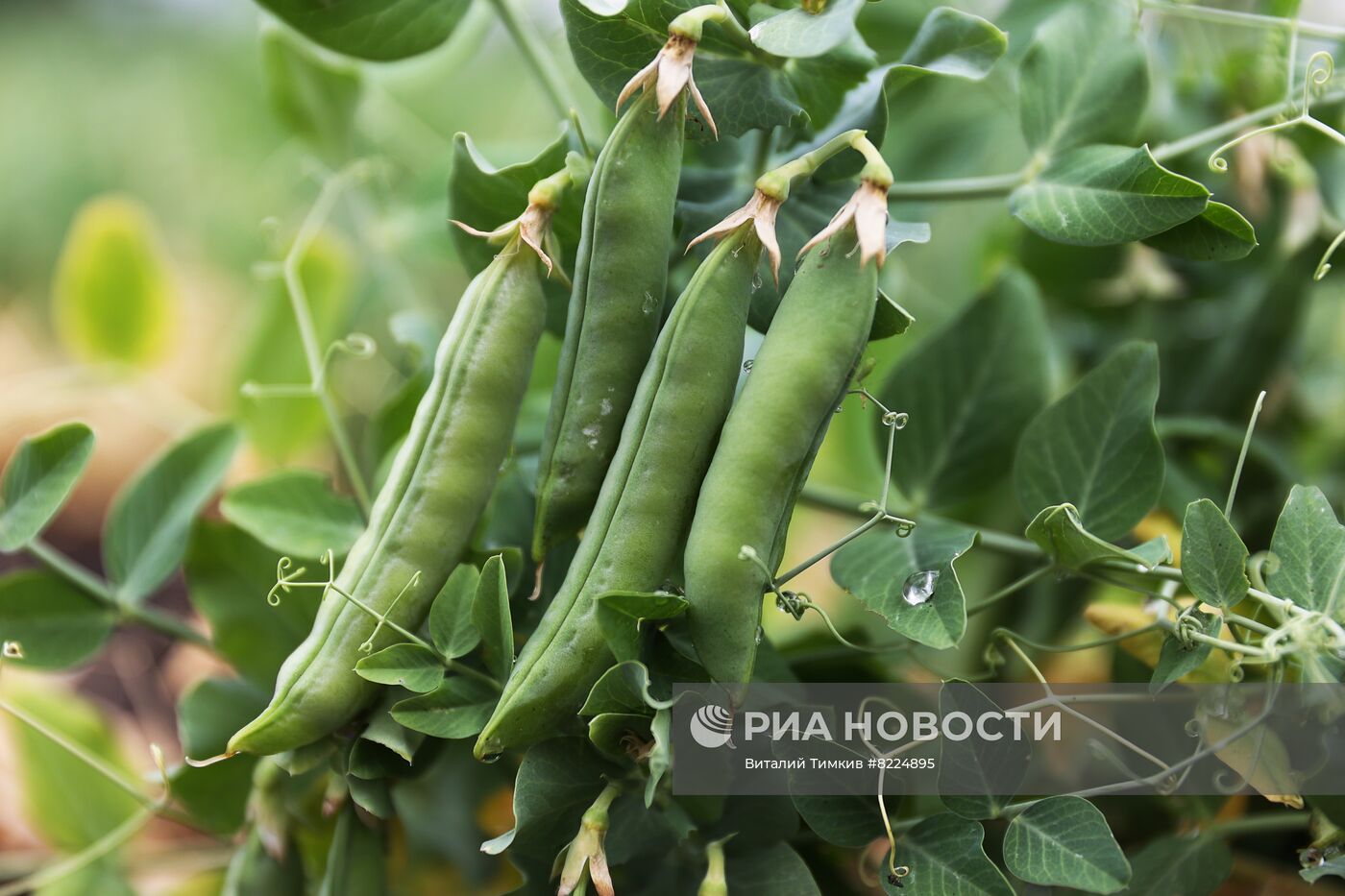Производство консервированного горошка в Краснодарском крае