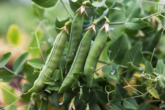 Производство консервированного горошка в Краснодарском крае