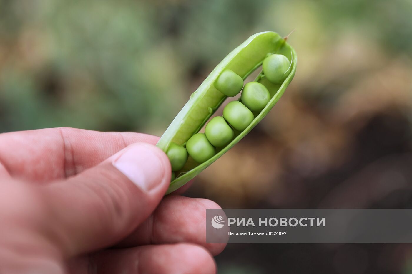 Производство консервированного горошка в Краснодарском крае