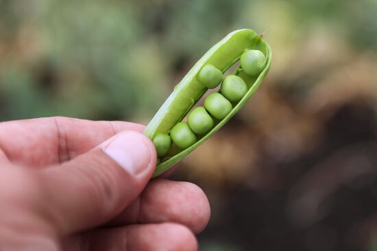 Производство консервированного горошка в Краснодарском крае