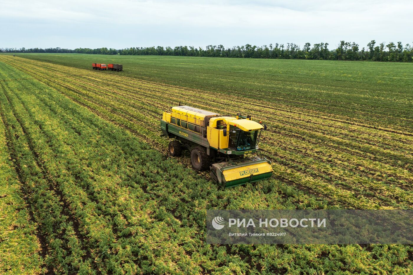 Производство консервированного горошка в Краснодарском крае