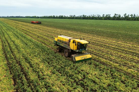 Производство консервированного горошка в Краснодарском крае