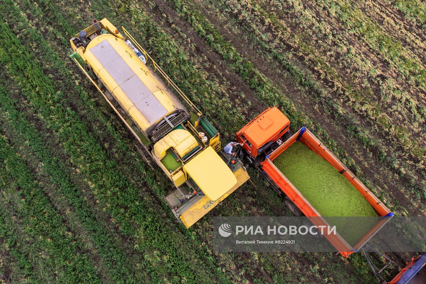 Производство консервированного горошка в Краснодарском крае