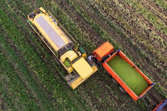 Производство консервированного горошка в Краснодарском крае