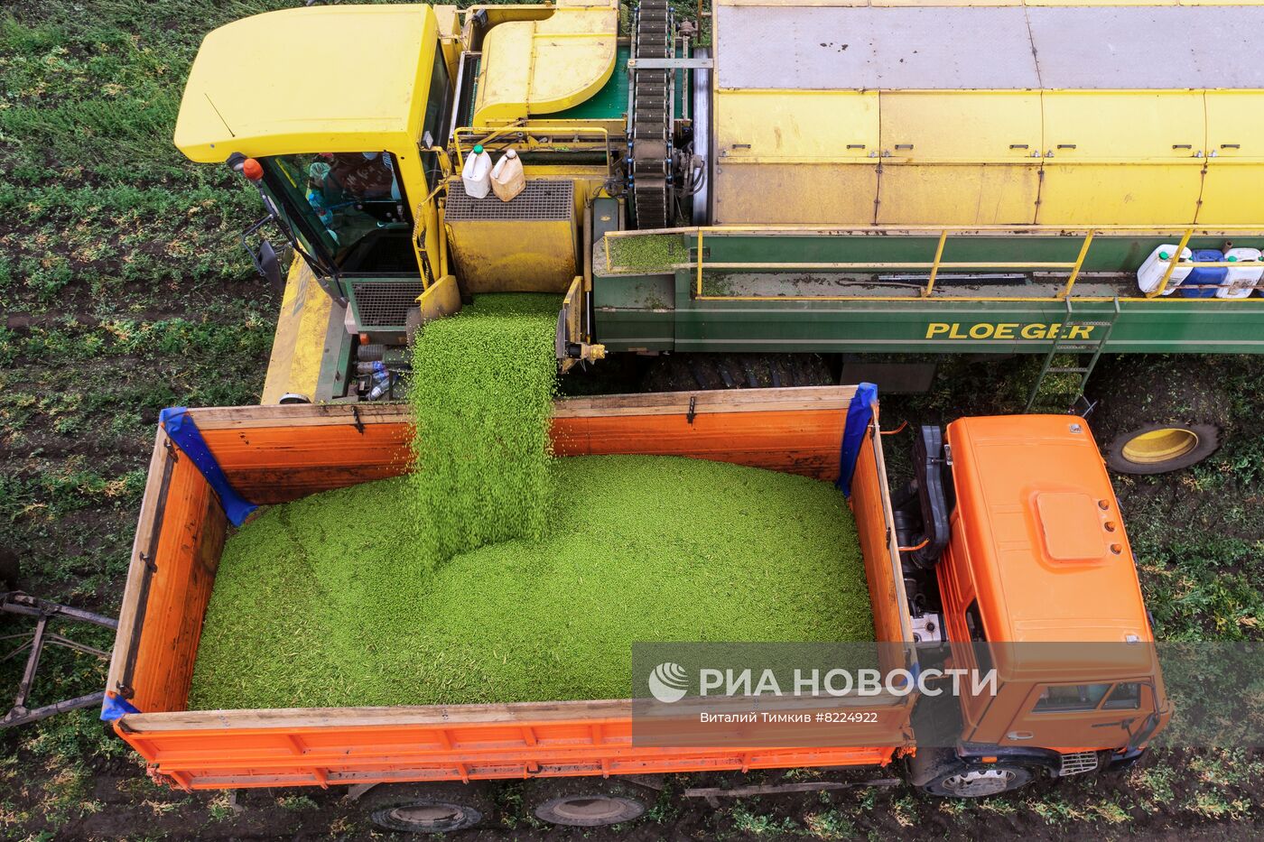 Производство консервированного горошка в Краснодарском крае