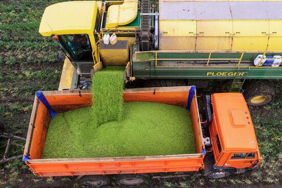 Производство консервированного горошка в Краснодарском крае