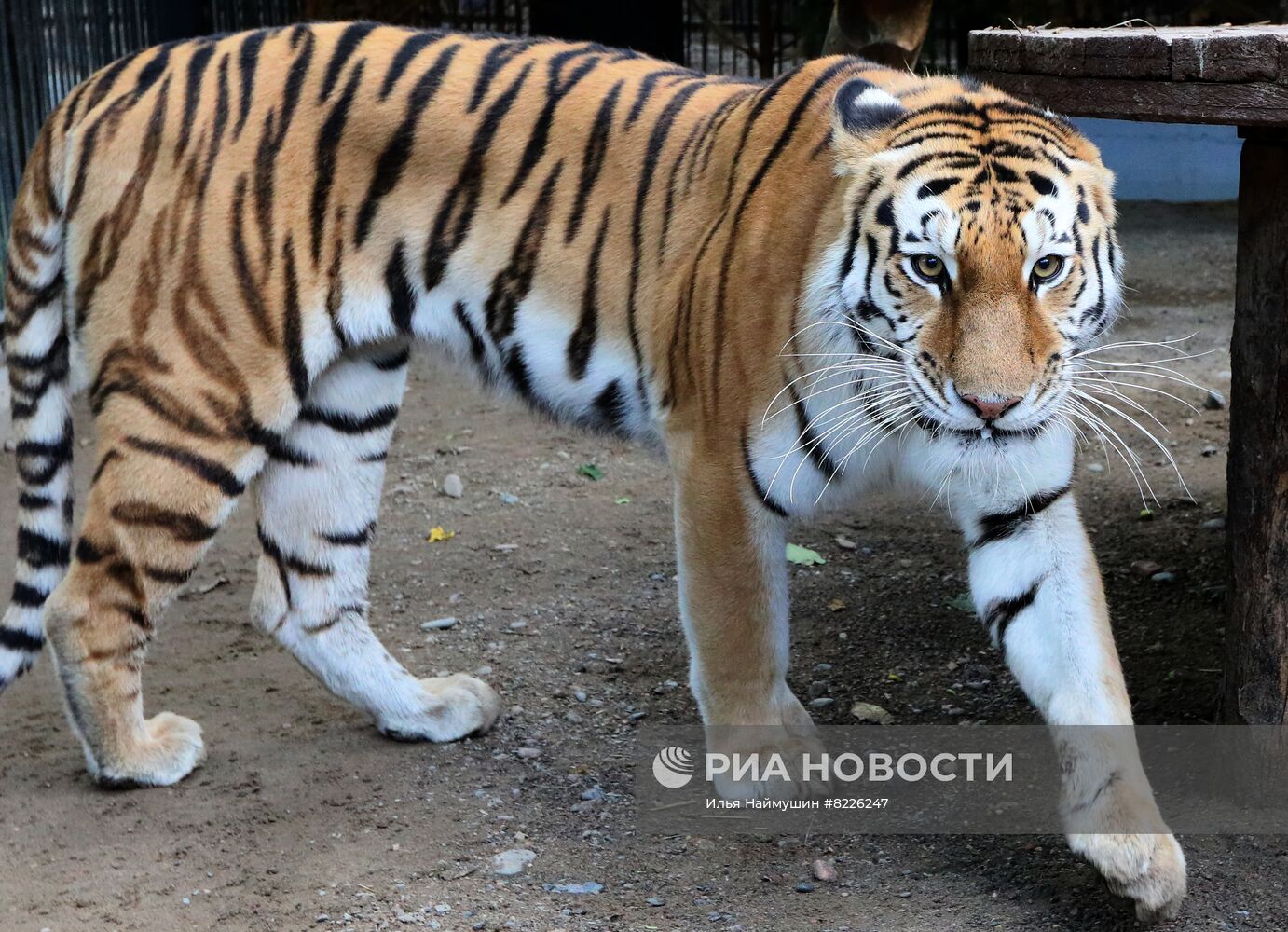 Парк флоры и фауны "Роев ручей" в Красноярске