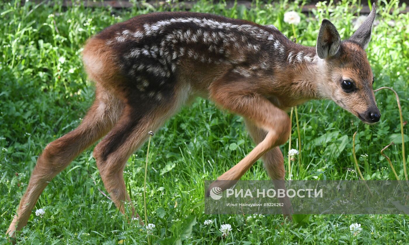 Парк флоры и фауны "Роев ручей" в Красноярске