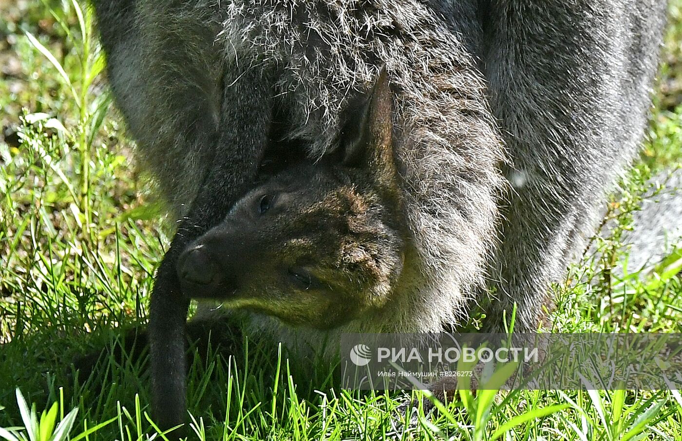 Парк флоры и фауны "Роев ручей" в Красноярске