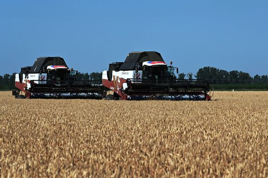 Уборка урожая пшеницы на юге России