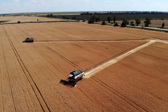 Уборка урожая пшеницы на юге России