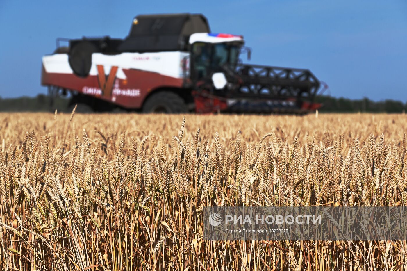 Уборка урожая пшеницы на юге России