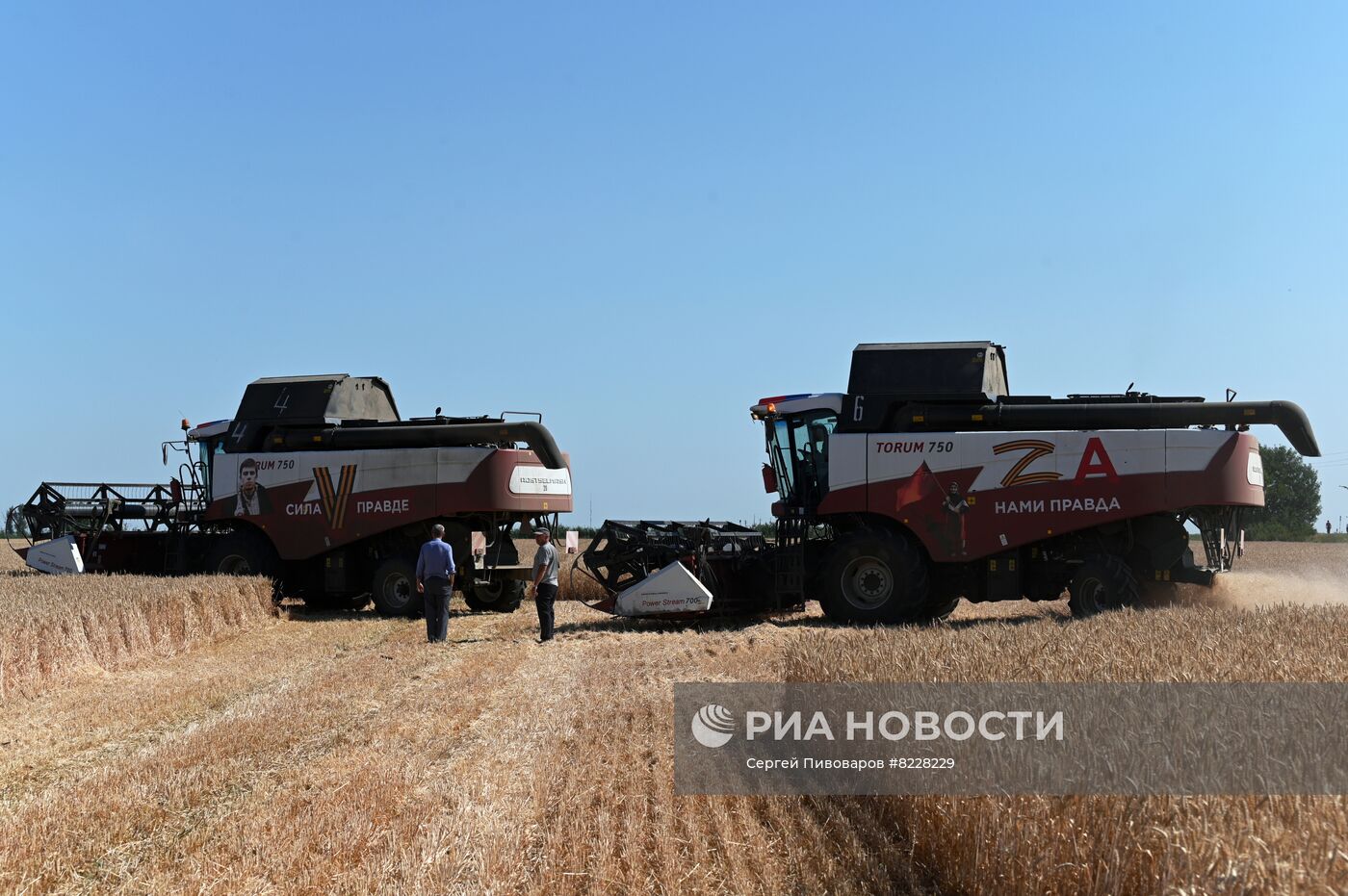 Уборка урожая пшеницы на юге России