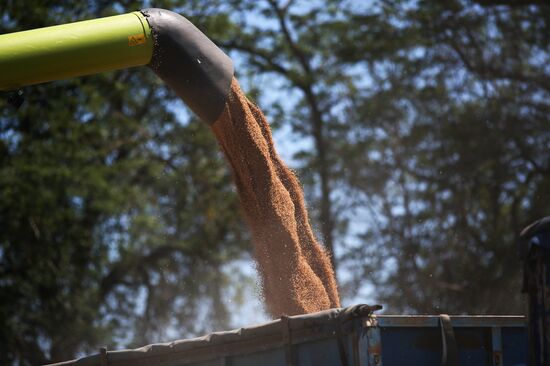 Уборка урожая пшеницы на юге России