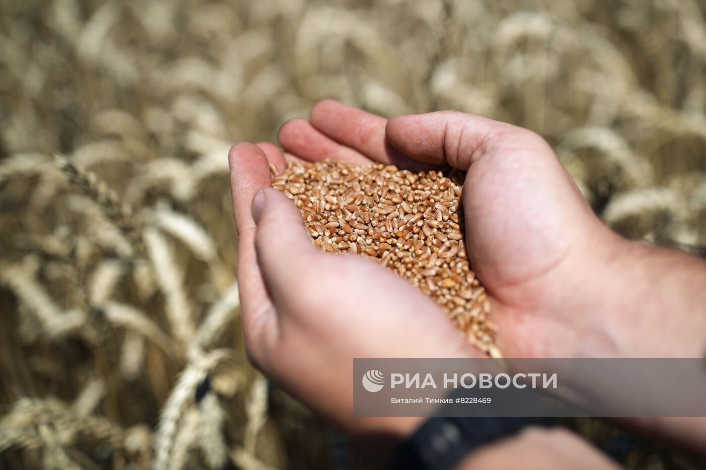 Уборка урожая пшеницы на юге России