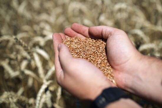 Уборка урожая пшеницы на юге России