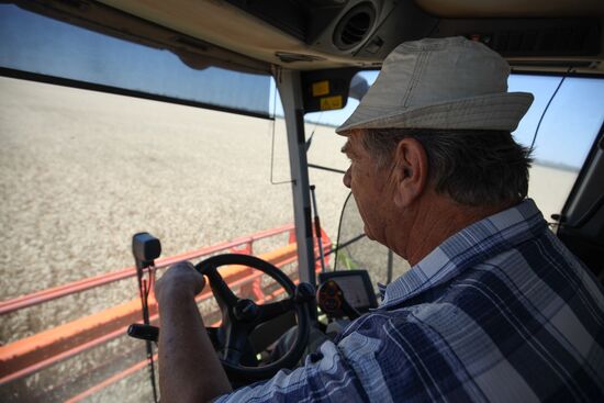 Уборка урожая пшеницы на юге России